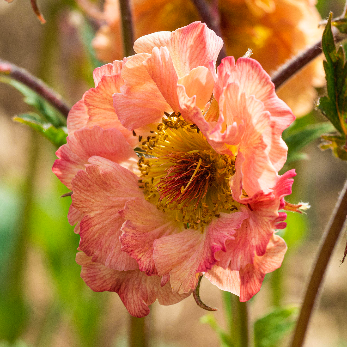 Geum Pretticoats Peach