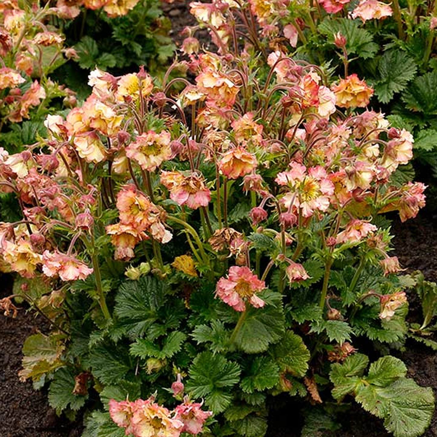 Geum Pretticoats Peach