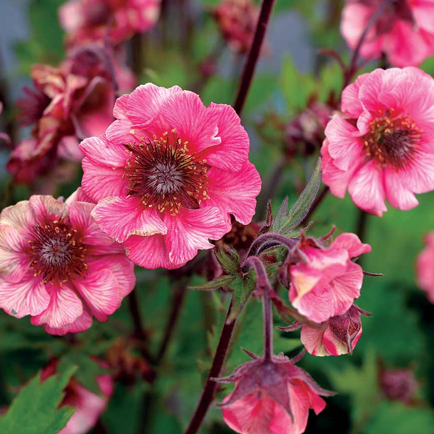 Geum Tempo Rose