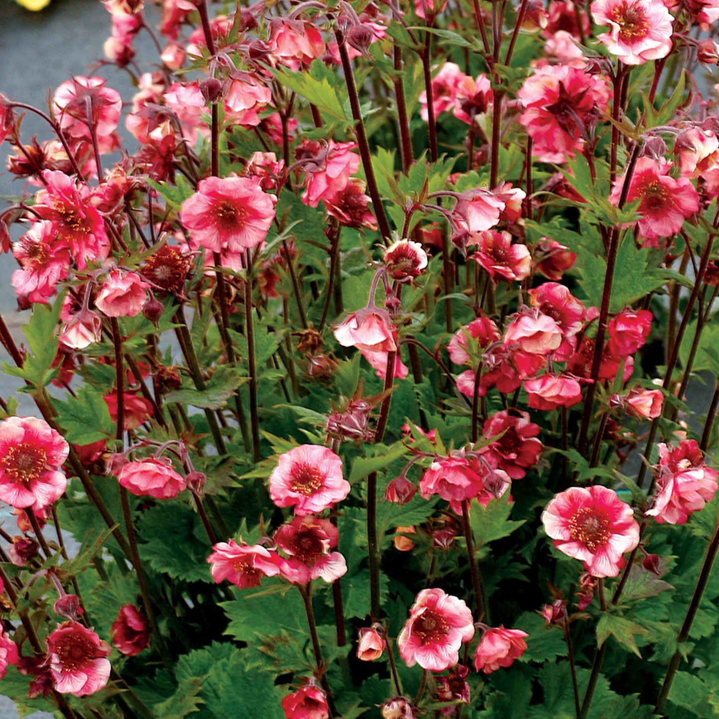 Geum Tempo Rose