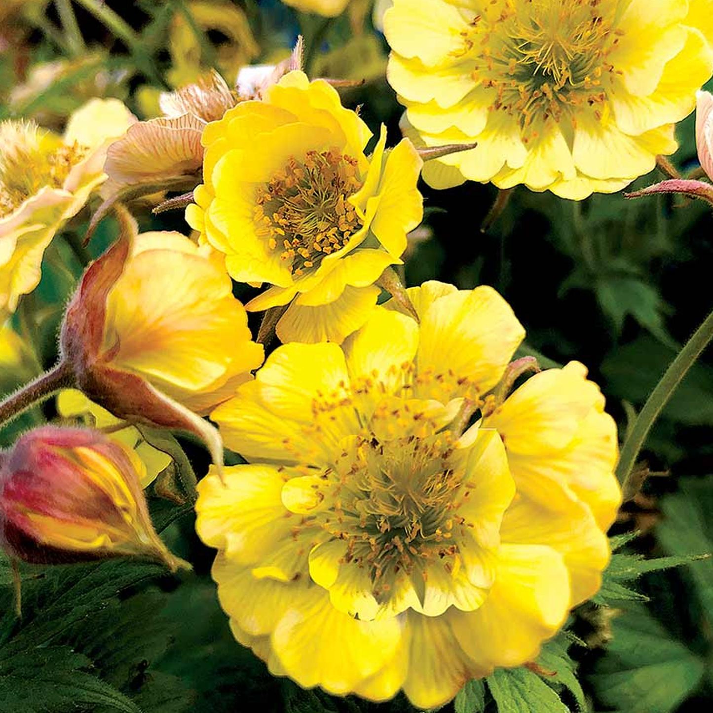 Geum Tempo Yellow