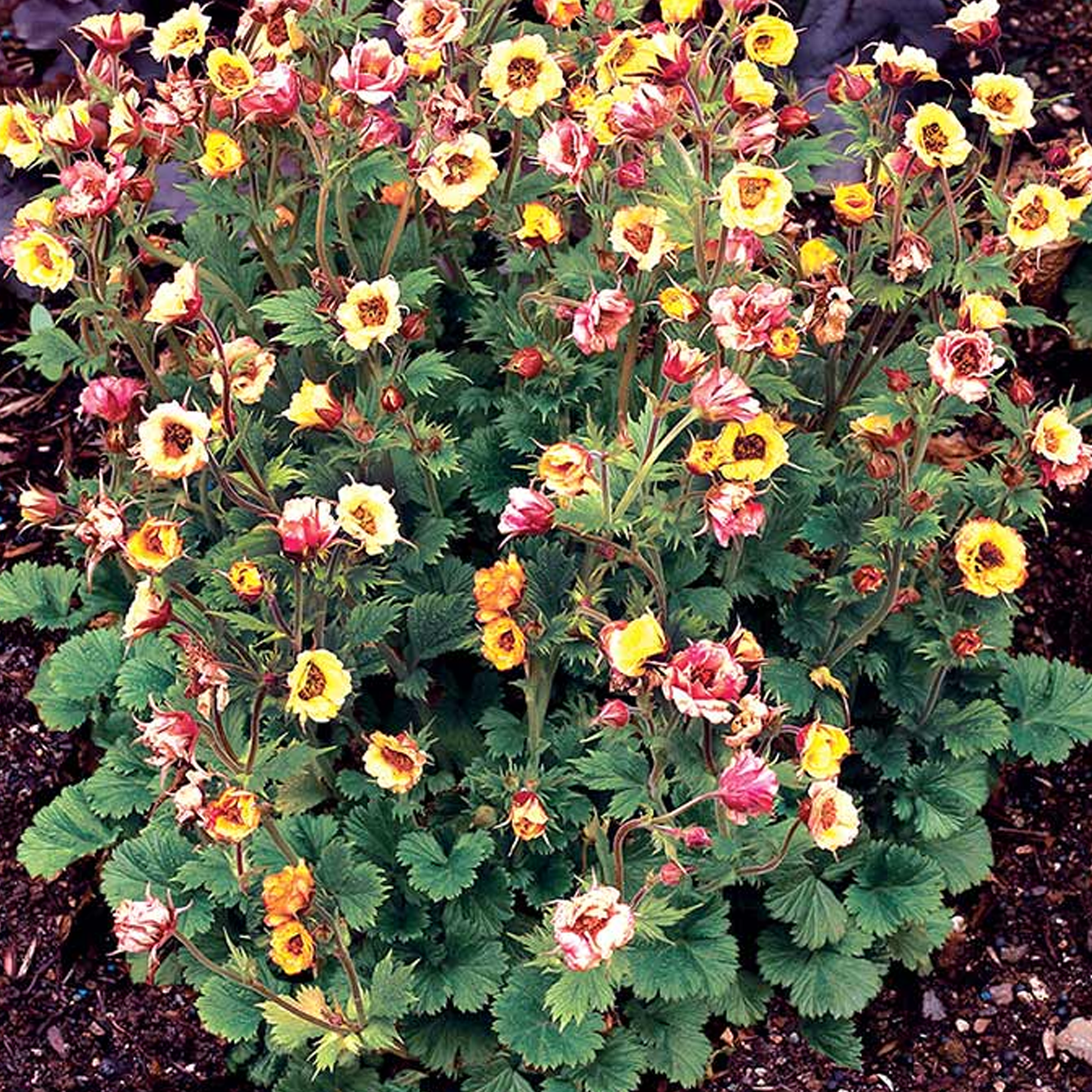 Geum Tempo Yellow