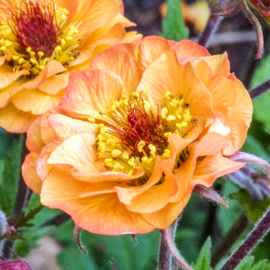 Geum Alabama Slammer