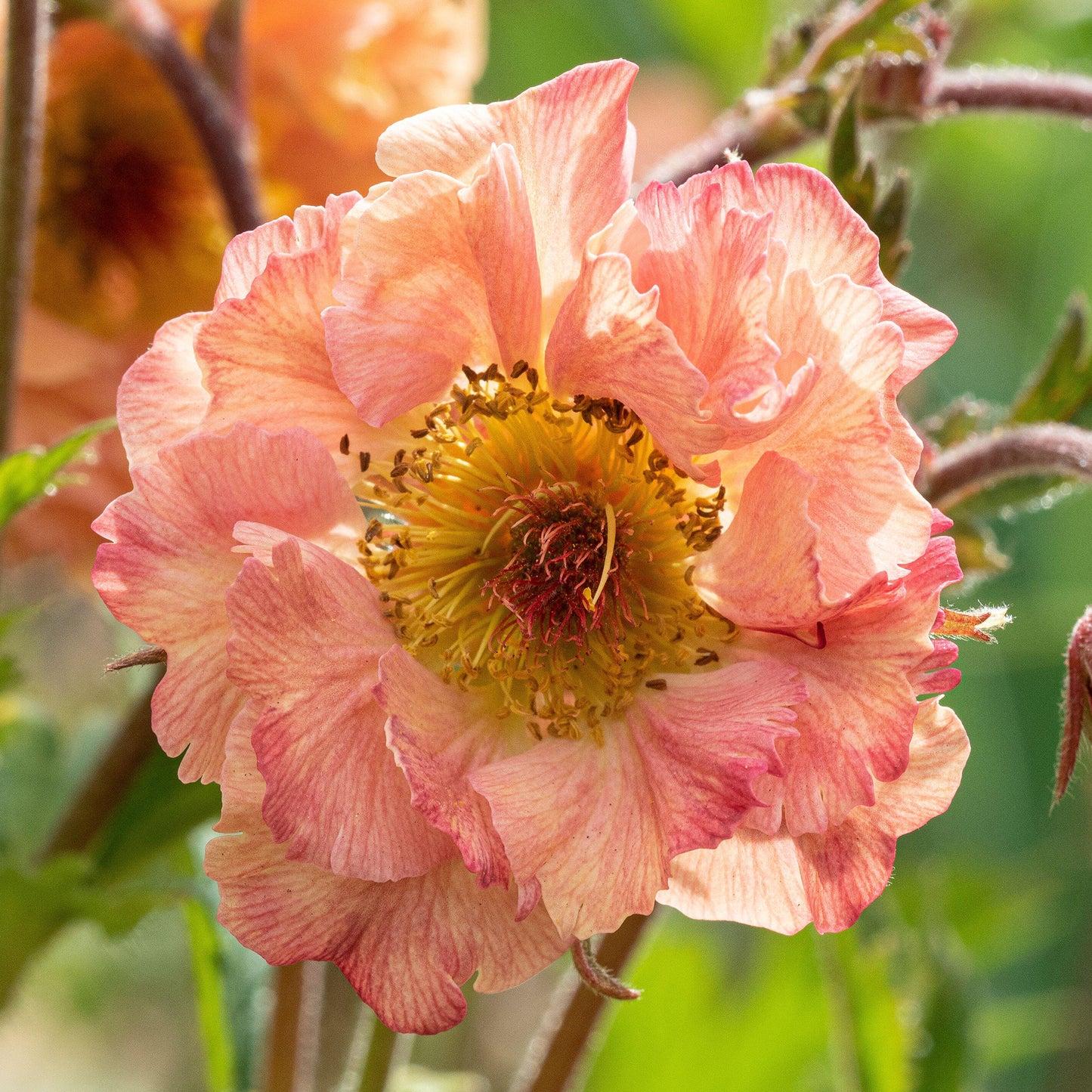 Geum Mai Tai