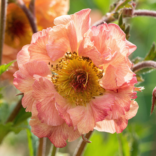 Geum Mai Tai