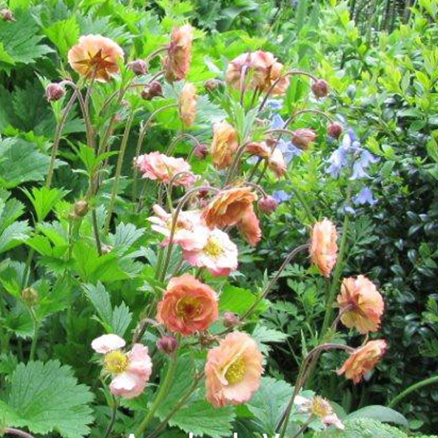 Geum Mai Tai