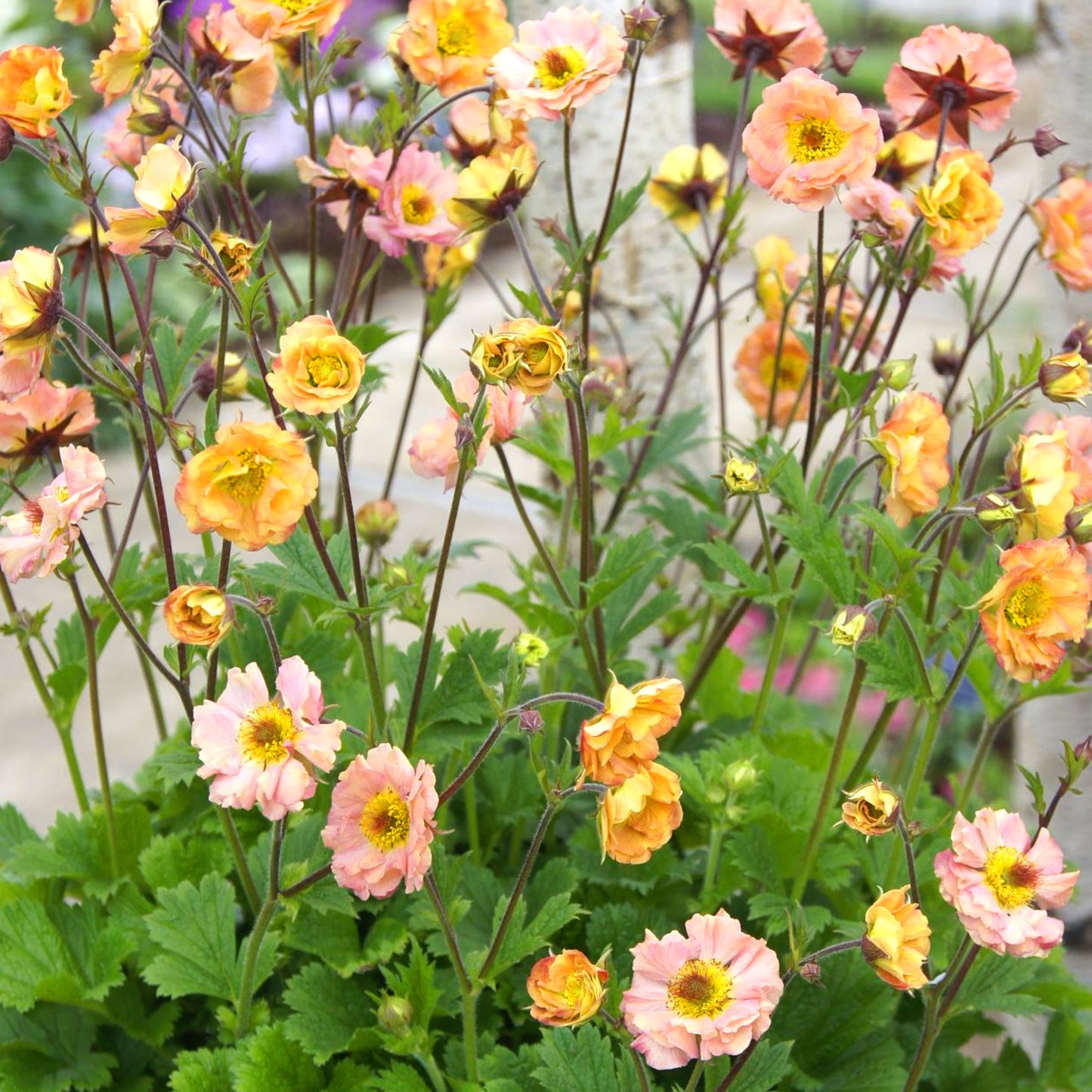 Geum Mai Tai