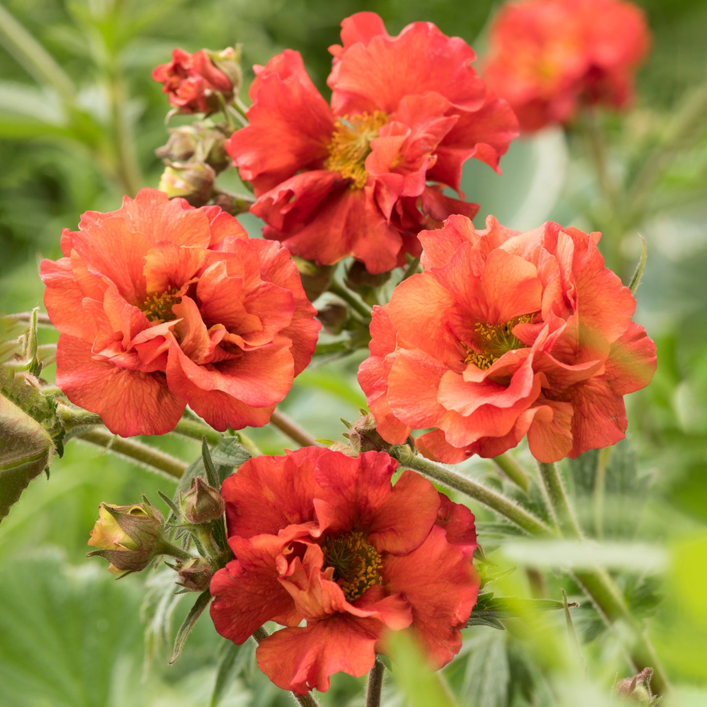 Geum Scarlet Tempest