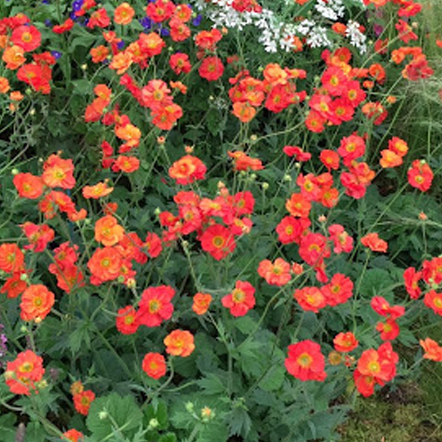 Geum Scarlet Tempest