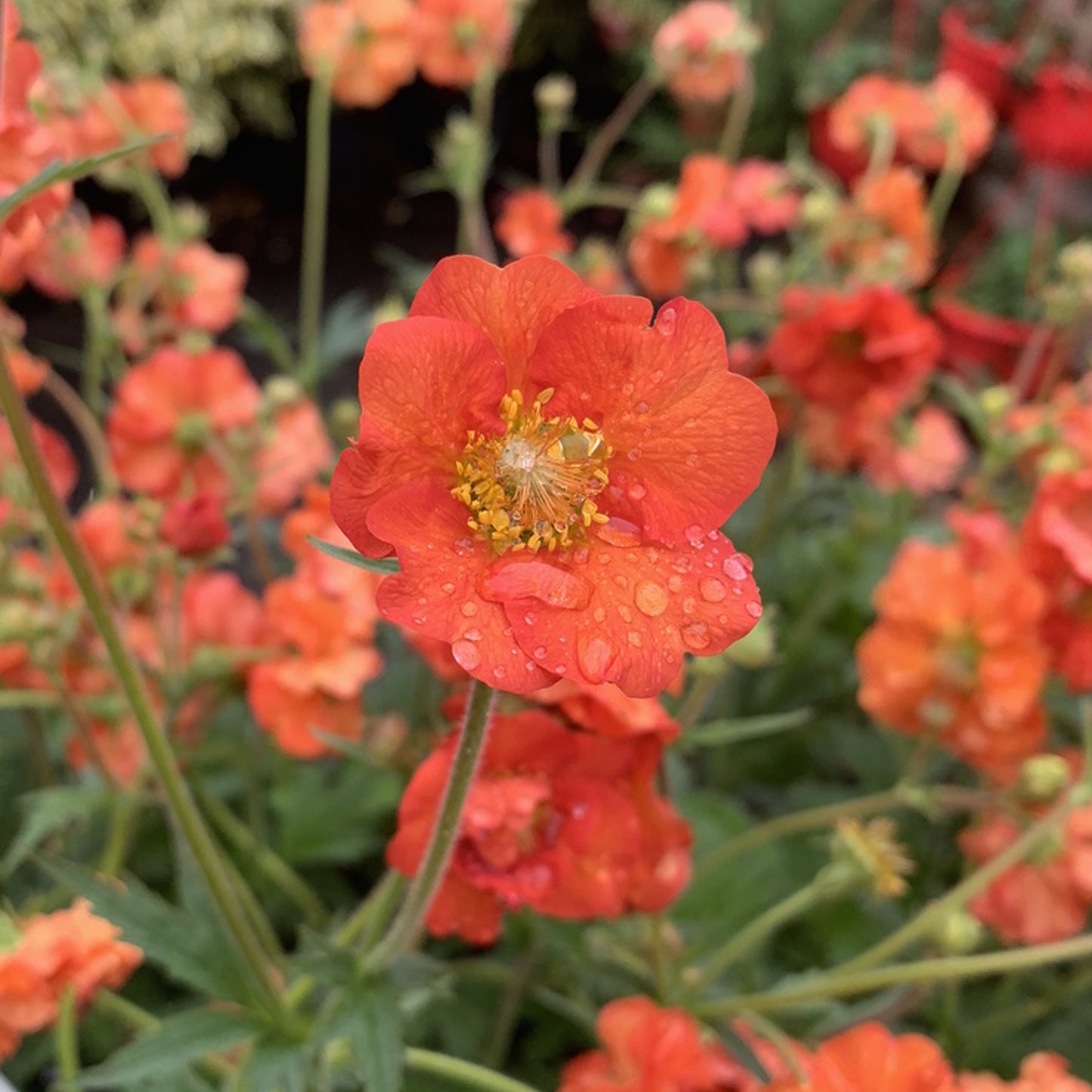 Geum Scarlet Tempest