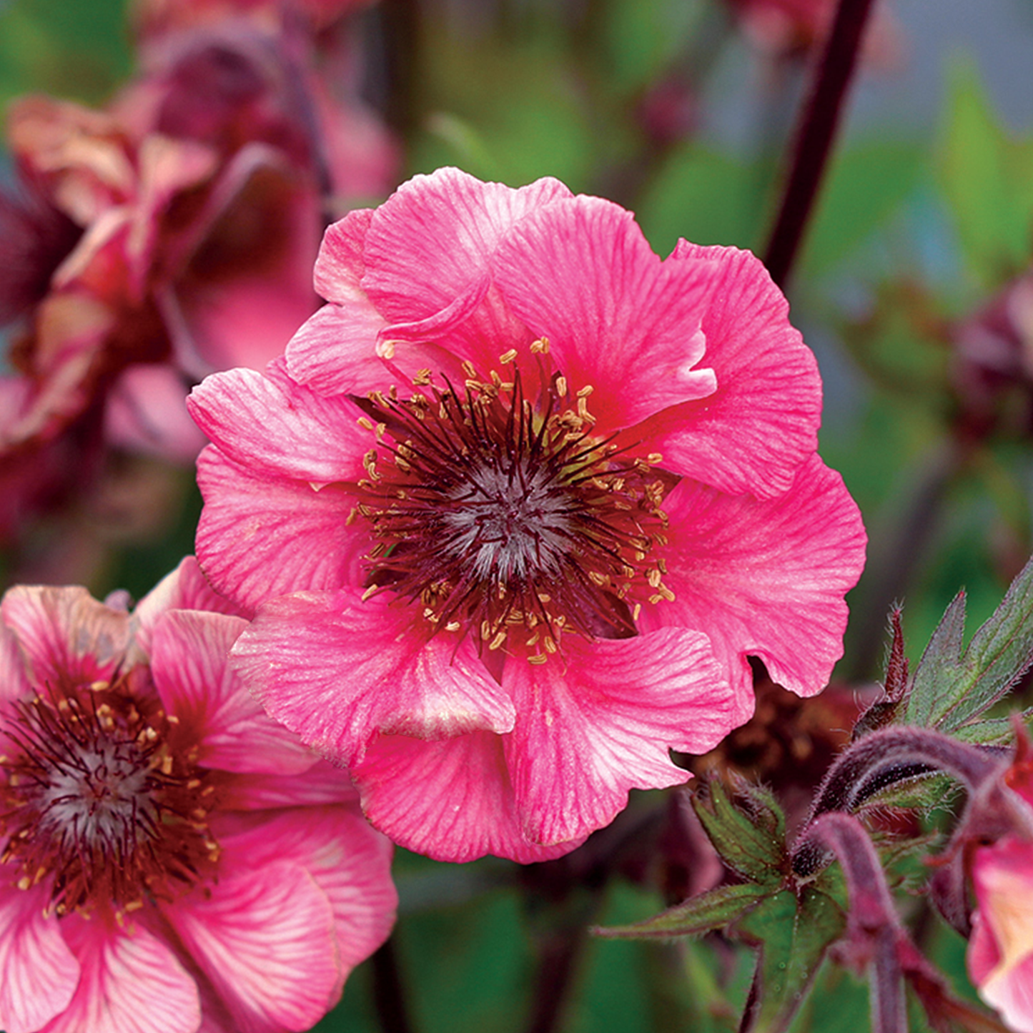 Geum Tempo Rose