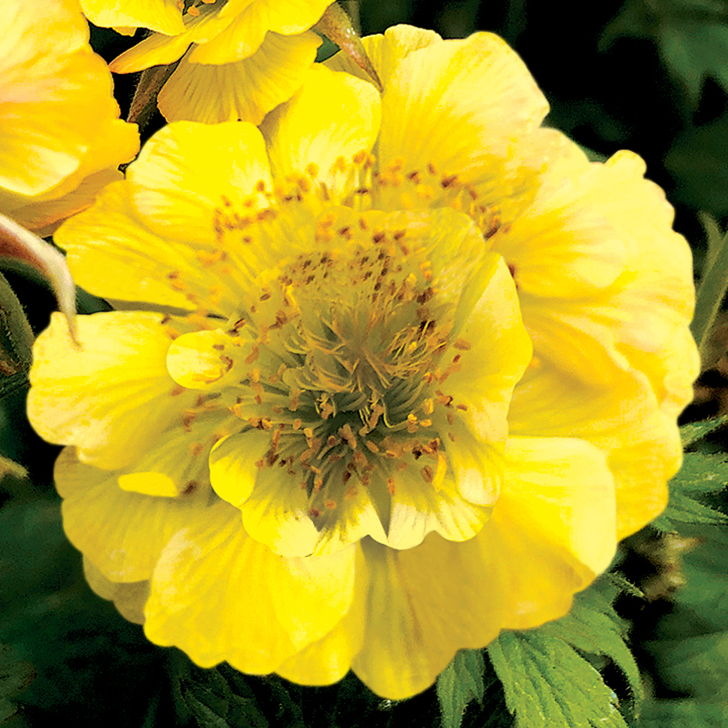 Geum Tempo Yellow