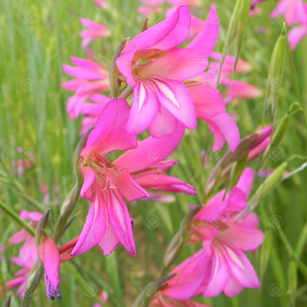 Gladiolus Italicus -MASTER-