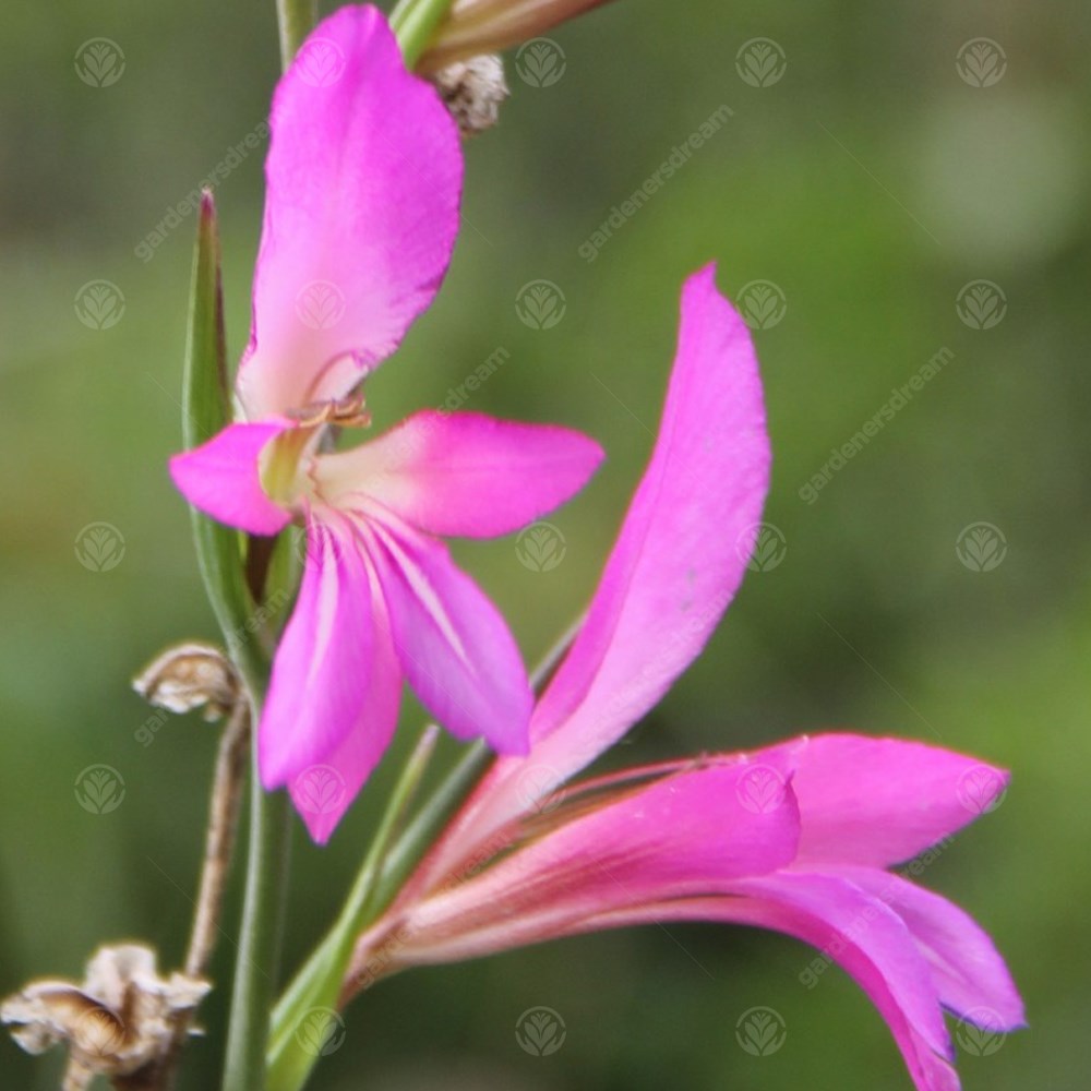 Gladiolus Italicus -MASTER-