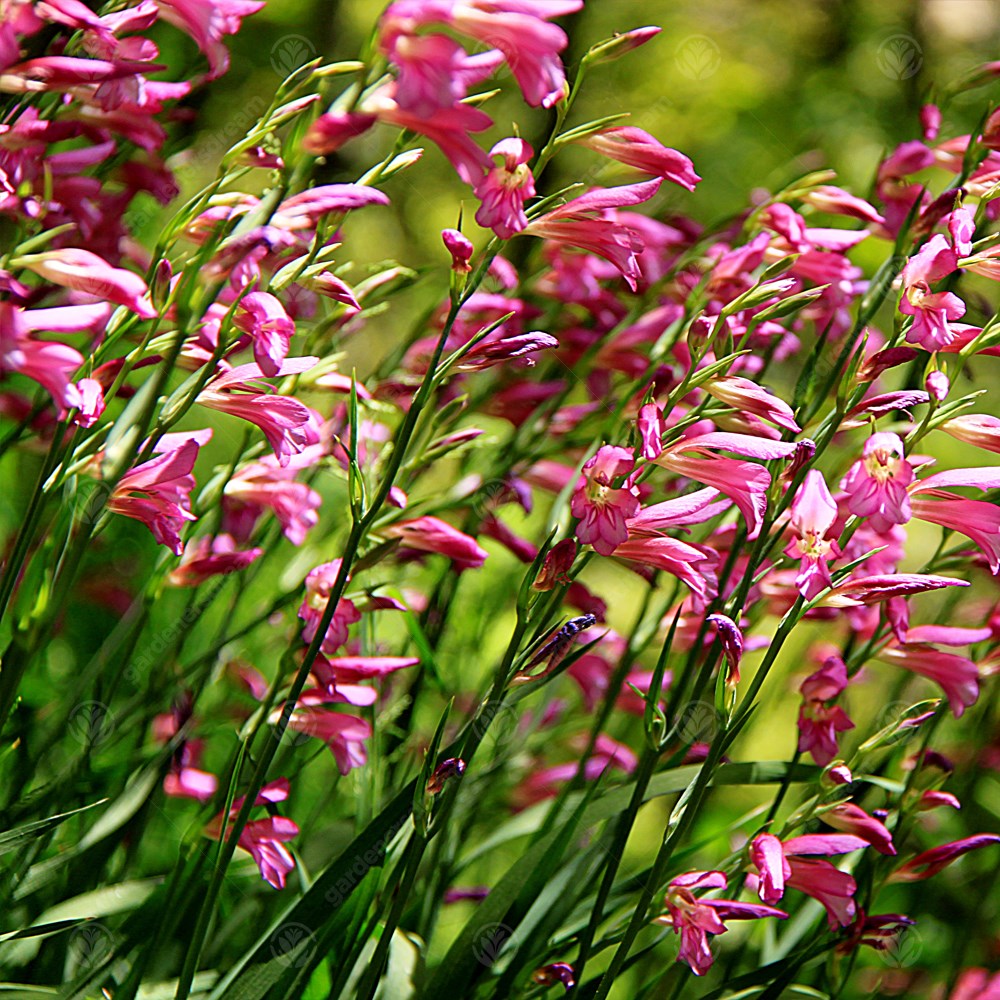 Gladiolus Italicus -MASTER-