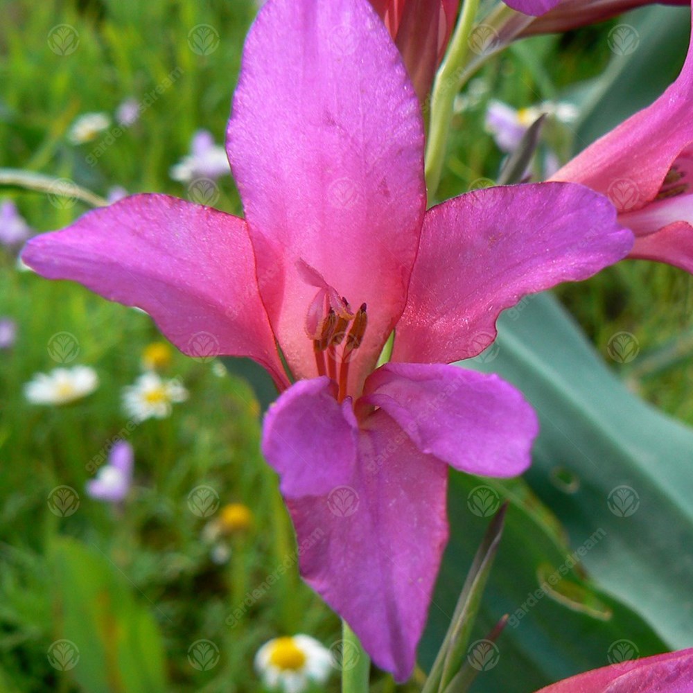 Gladiolus Italicus -MASTER-