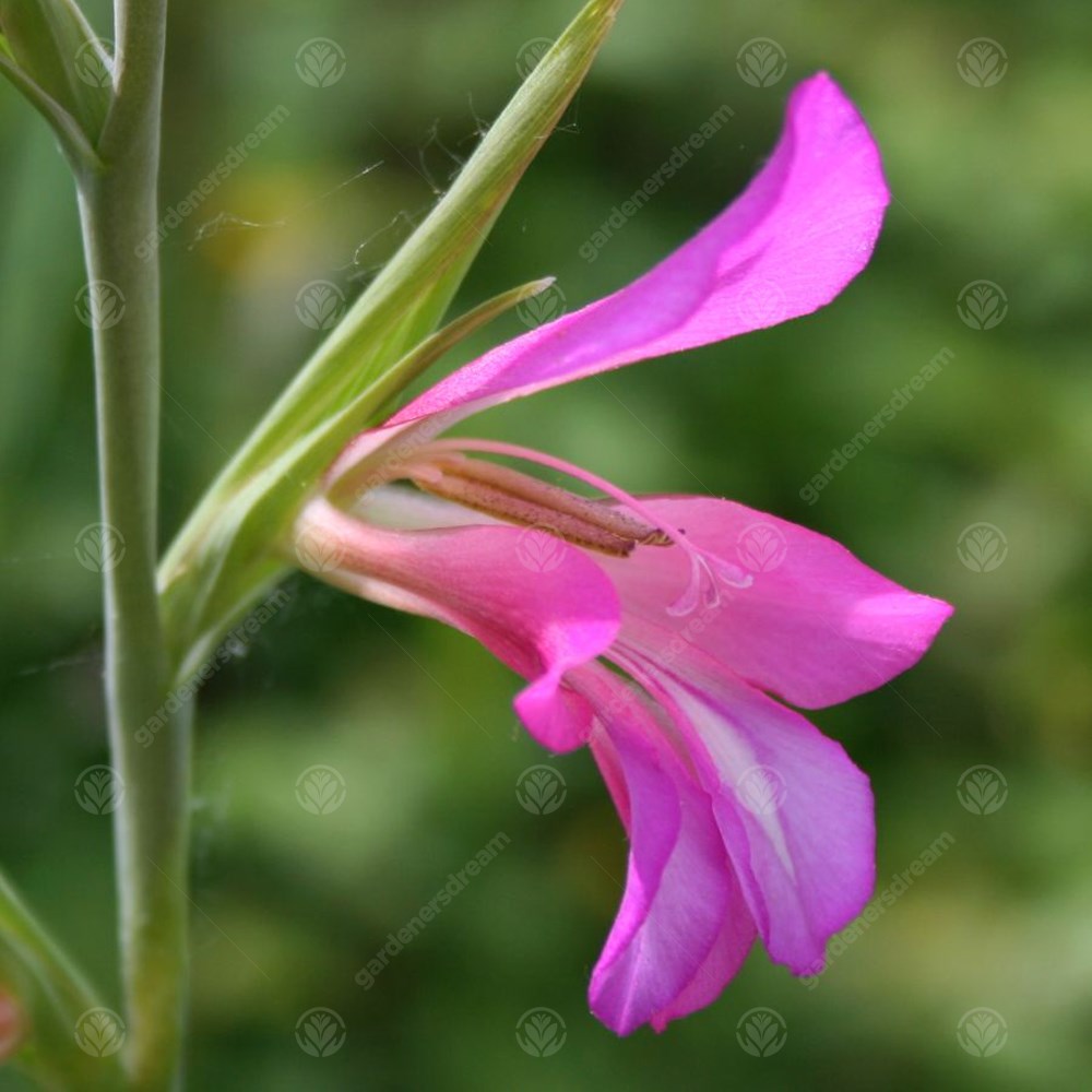 Gladiolus Italicus -MASTER-