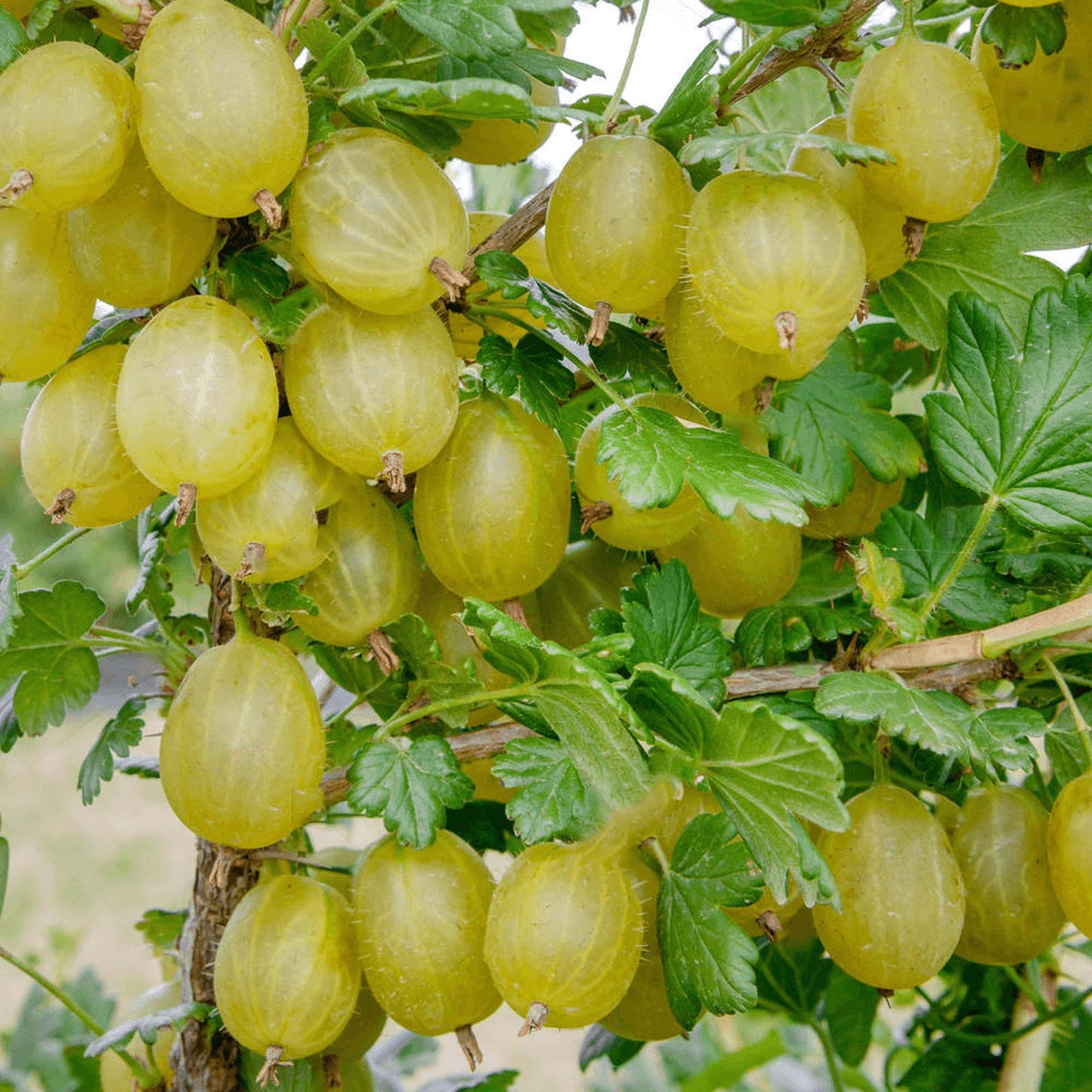 Gooseberry Hinnonmaki Green