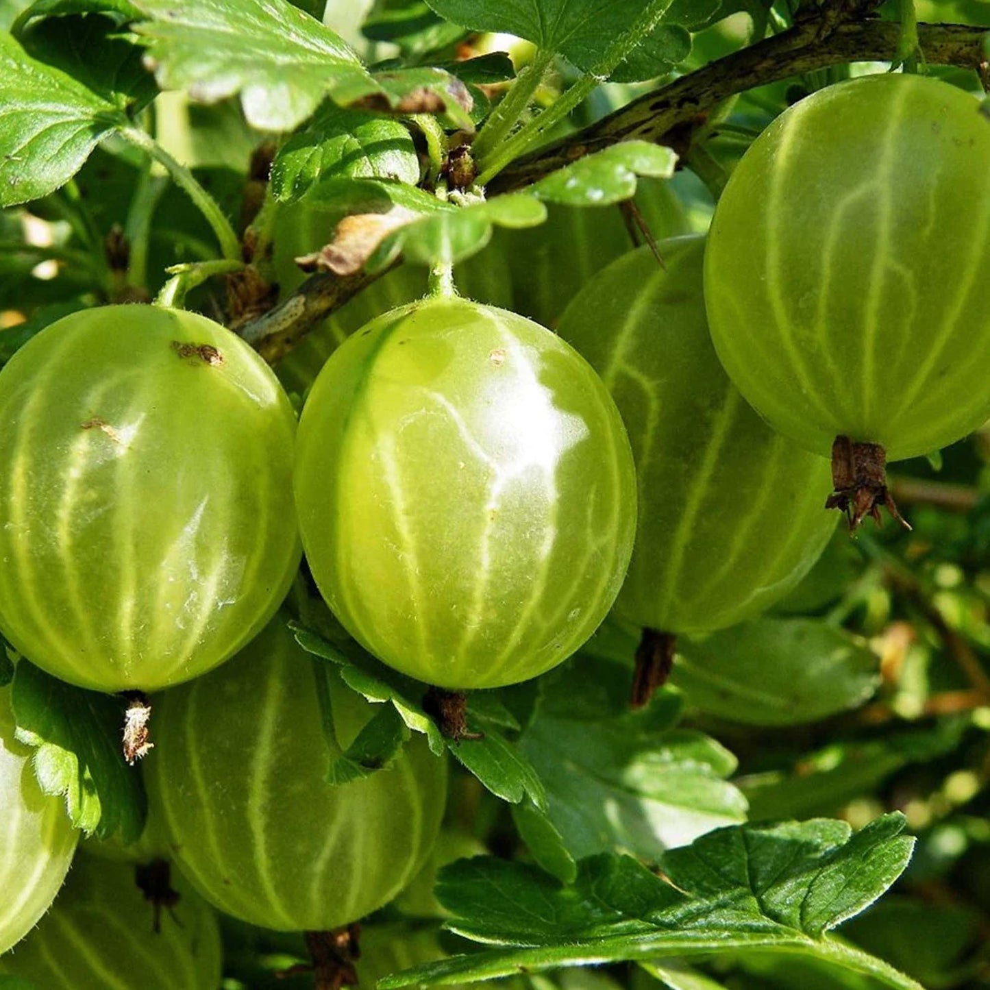 Gooseberry Hinnonmaki Green