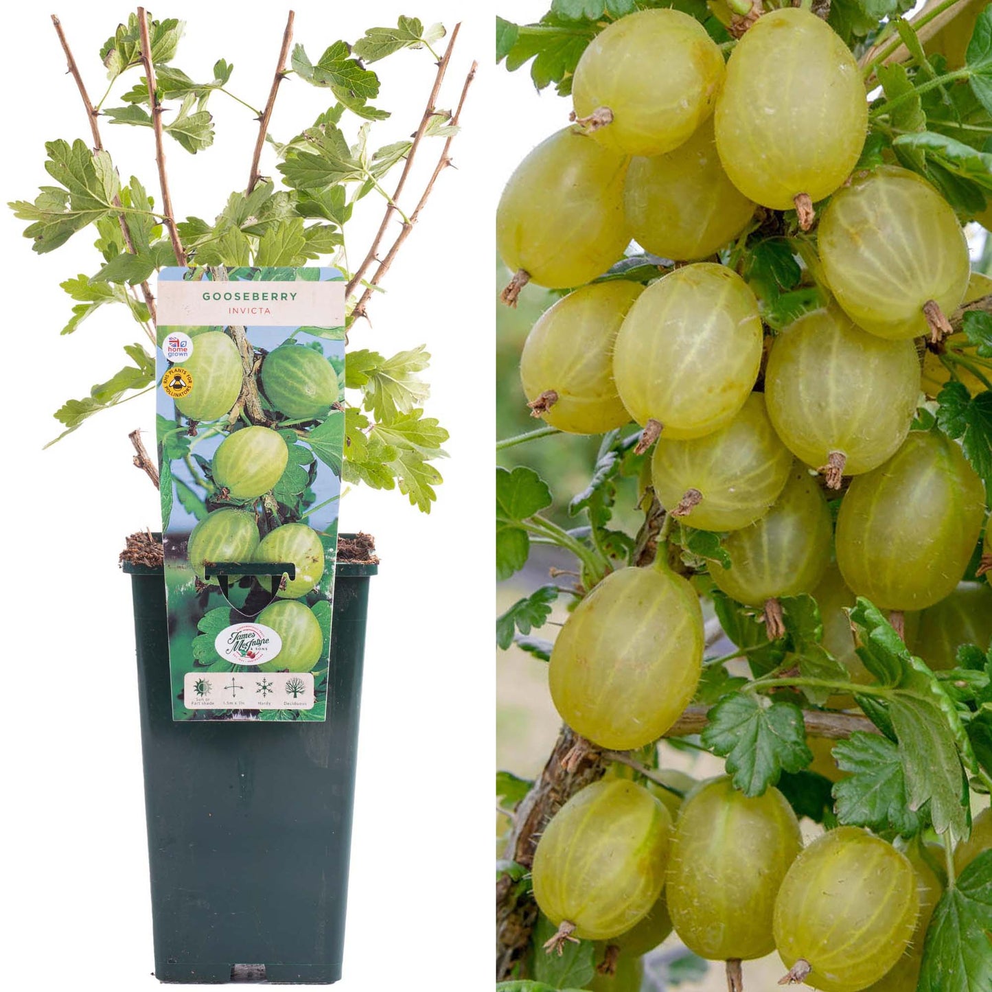 Gooseberry Invicta