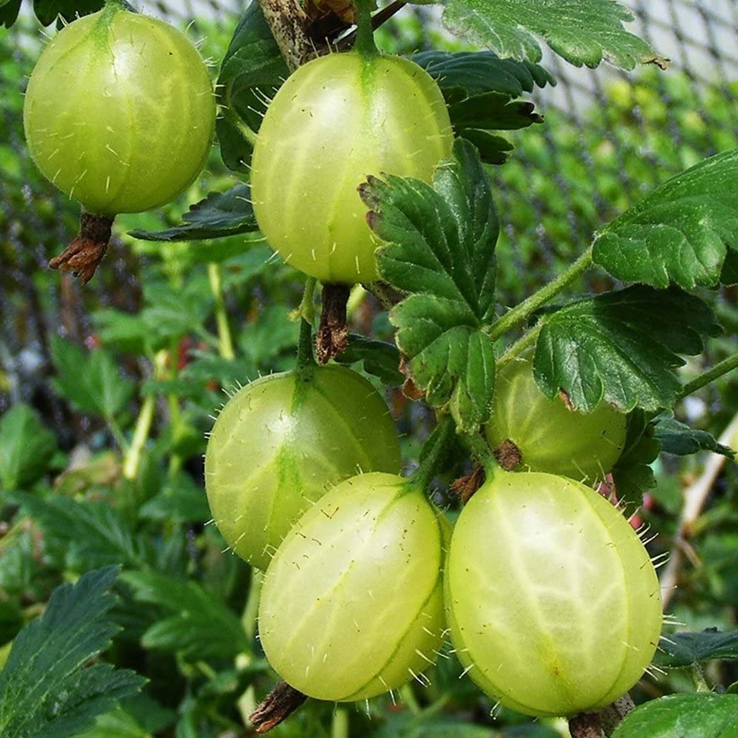 Gooseberry Invicta