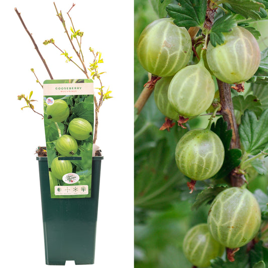 Gooseberry Mucurines
