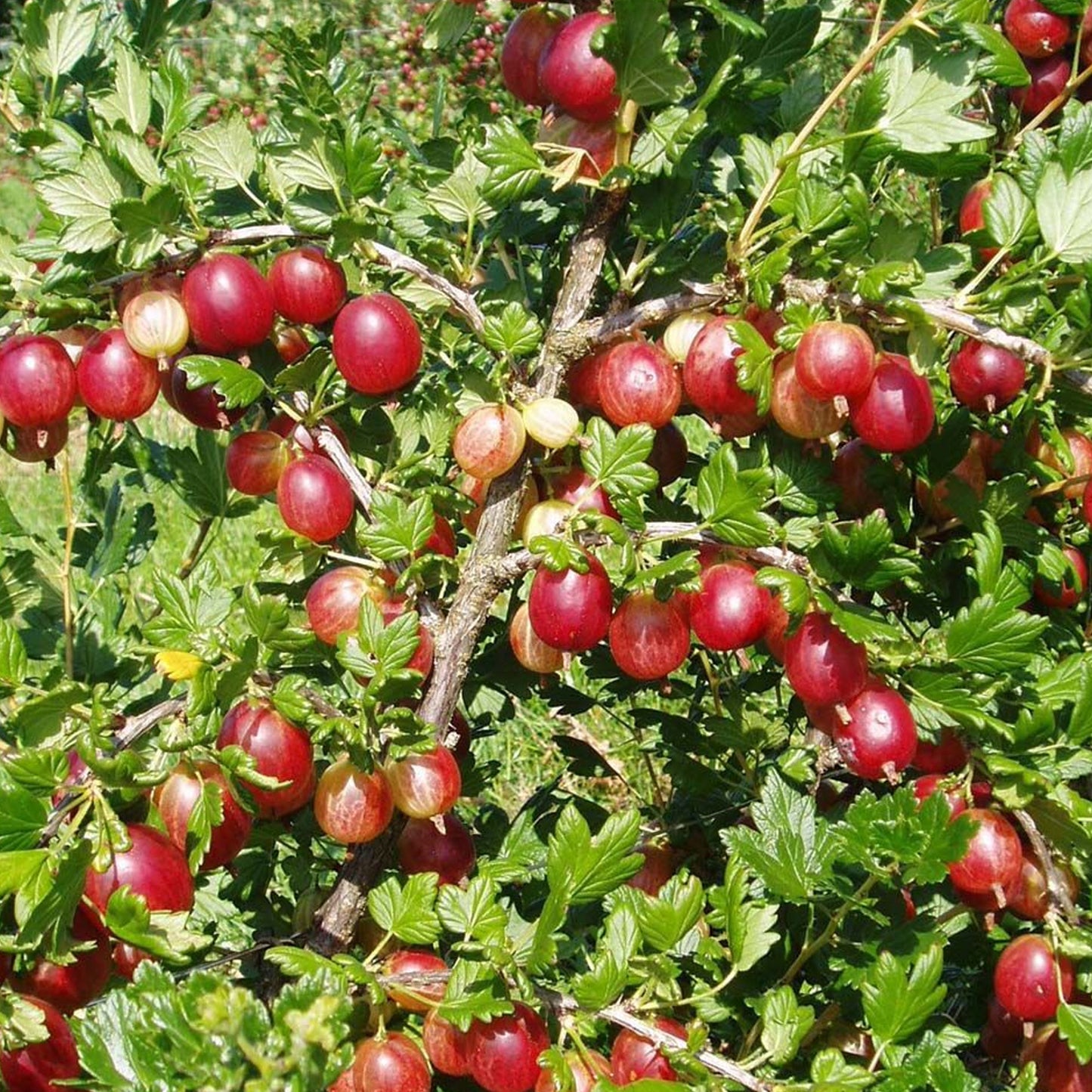 Gooseberry Xenia