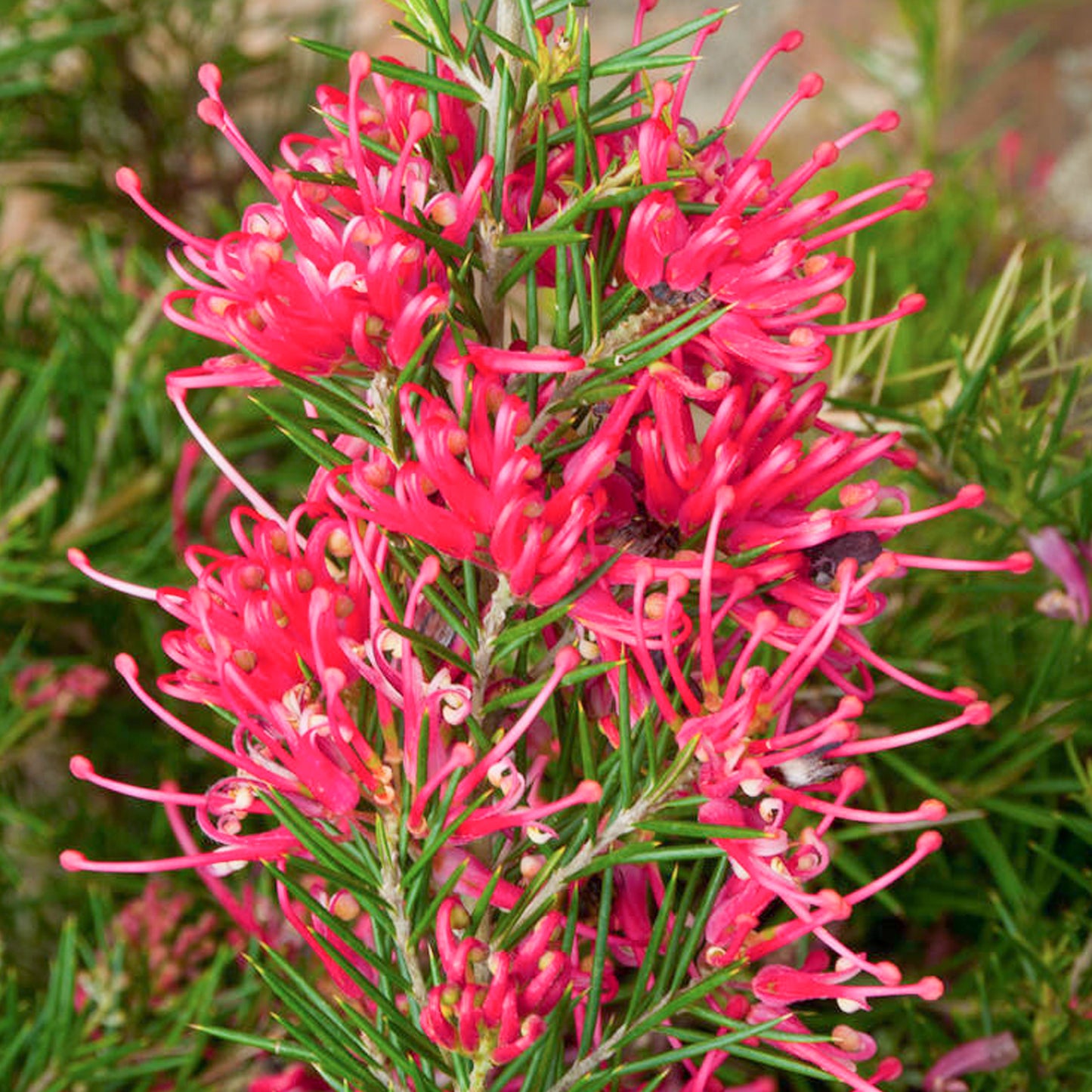 Grevillea Canberra Gem