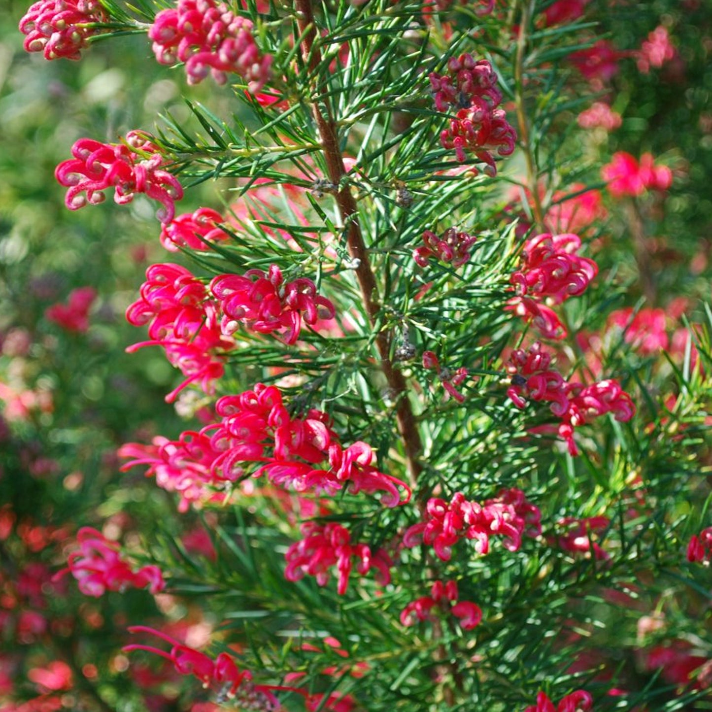 Grevillea Canberra Gem