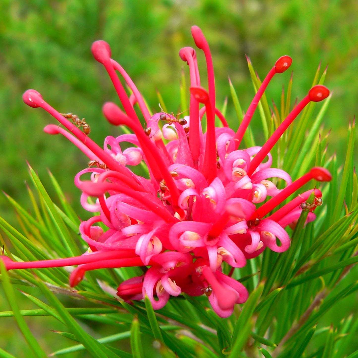 Grevillea Canberra Gem