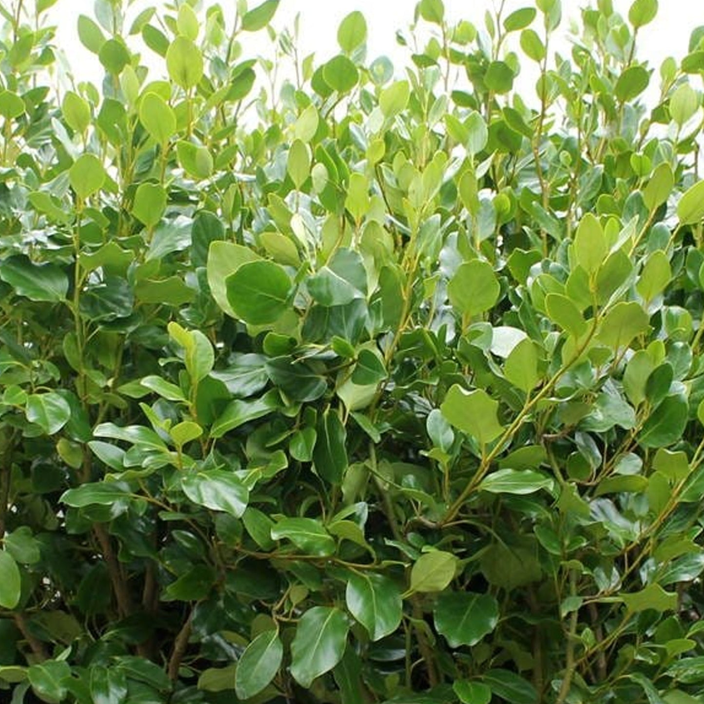 Griselinia Littoralis