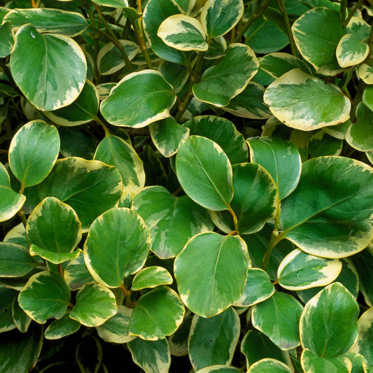 Griselinia Variegata