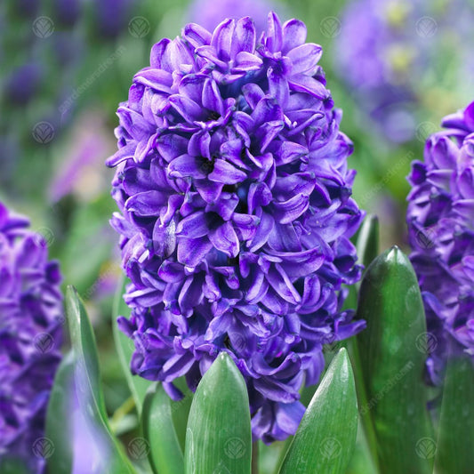 Hyacinth Blue Trophy -MASTER-