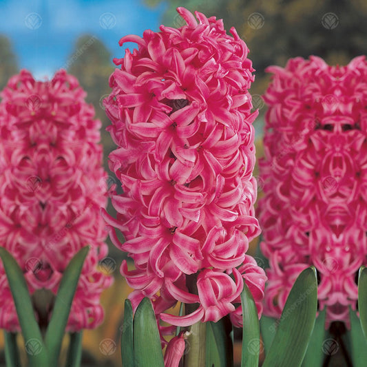 Indoor Hyacinth Pink Pearl -MASTER-