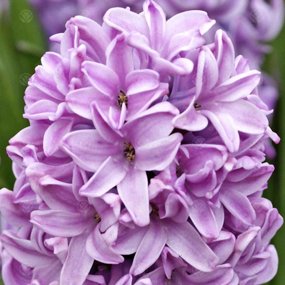 Hyacinth Splendid Cornelia -MASTER-