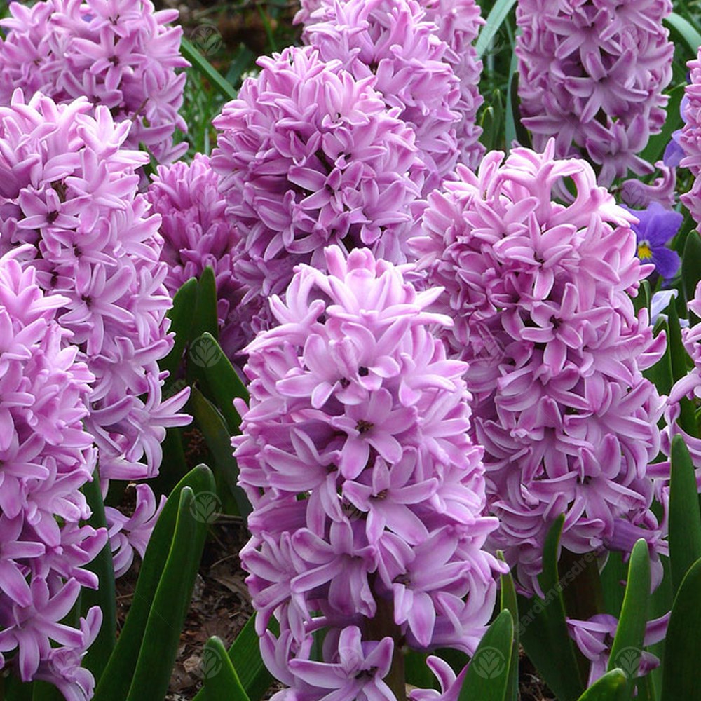 Hyacinth Splendid Cornelia -MASTER-