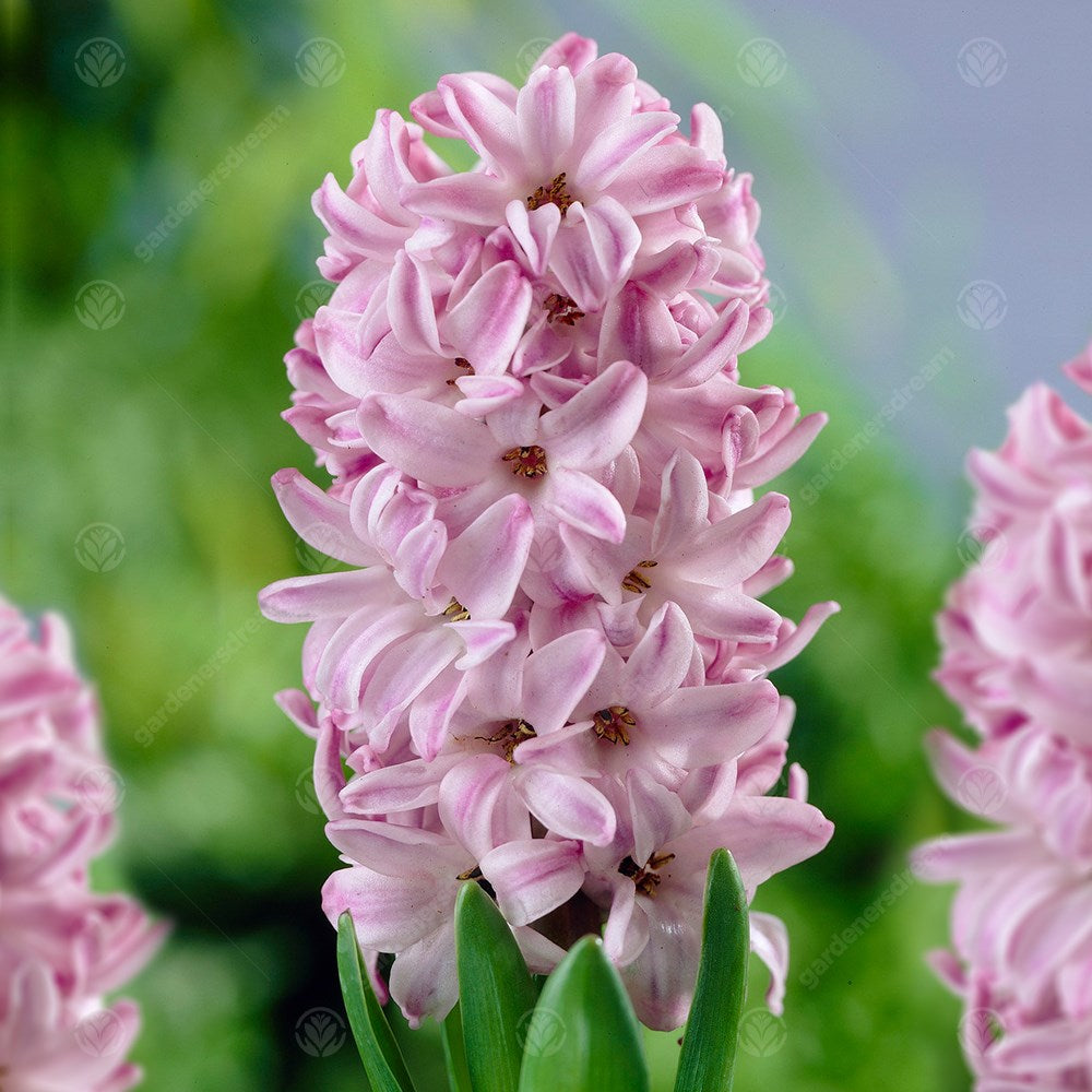 Hyacinth Splendid Cornelia -MASTER-