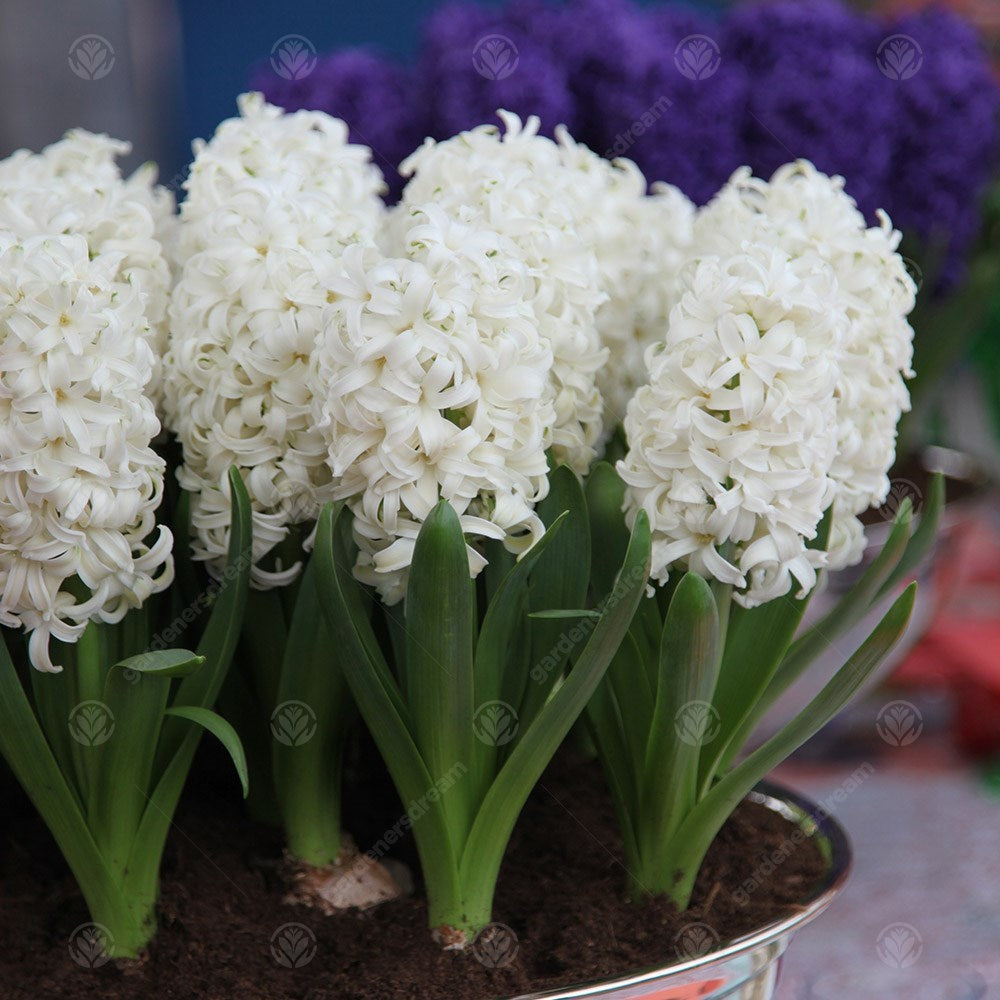 Indoor Hyacinth White Pearl -MASTER-