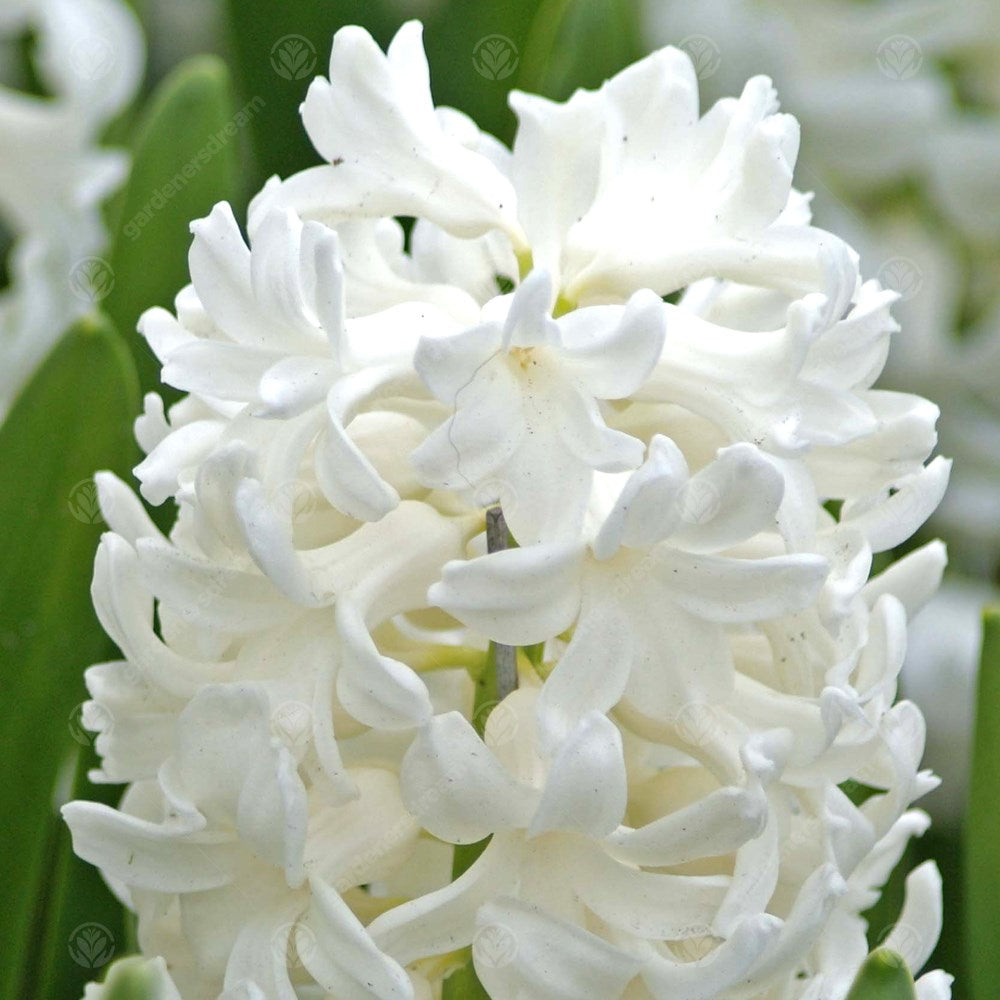 Indoor Hyacinth White Pearl -MASTER-