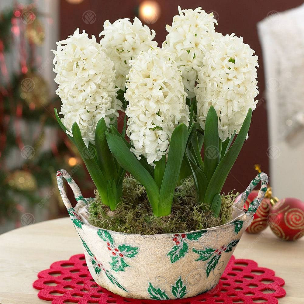 Indoor Hyacinth White Pearl -MASTER-