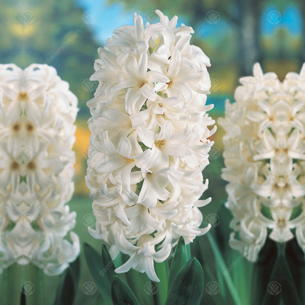 Indoor Hyacinth White Pearl -MASTER-