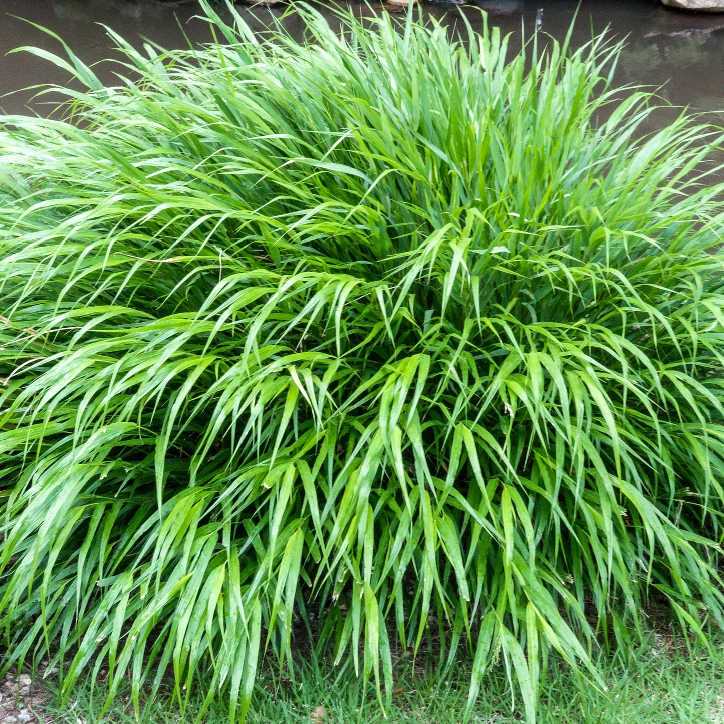 Hakonechloa Macra