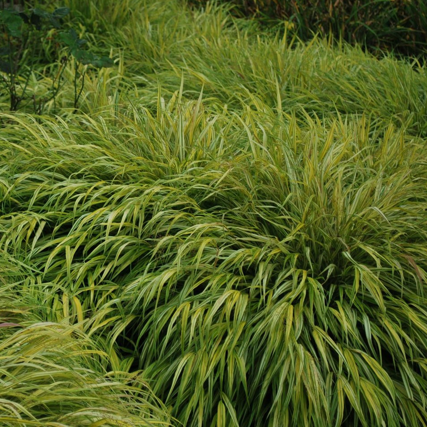 Hakonechloa Macra