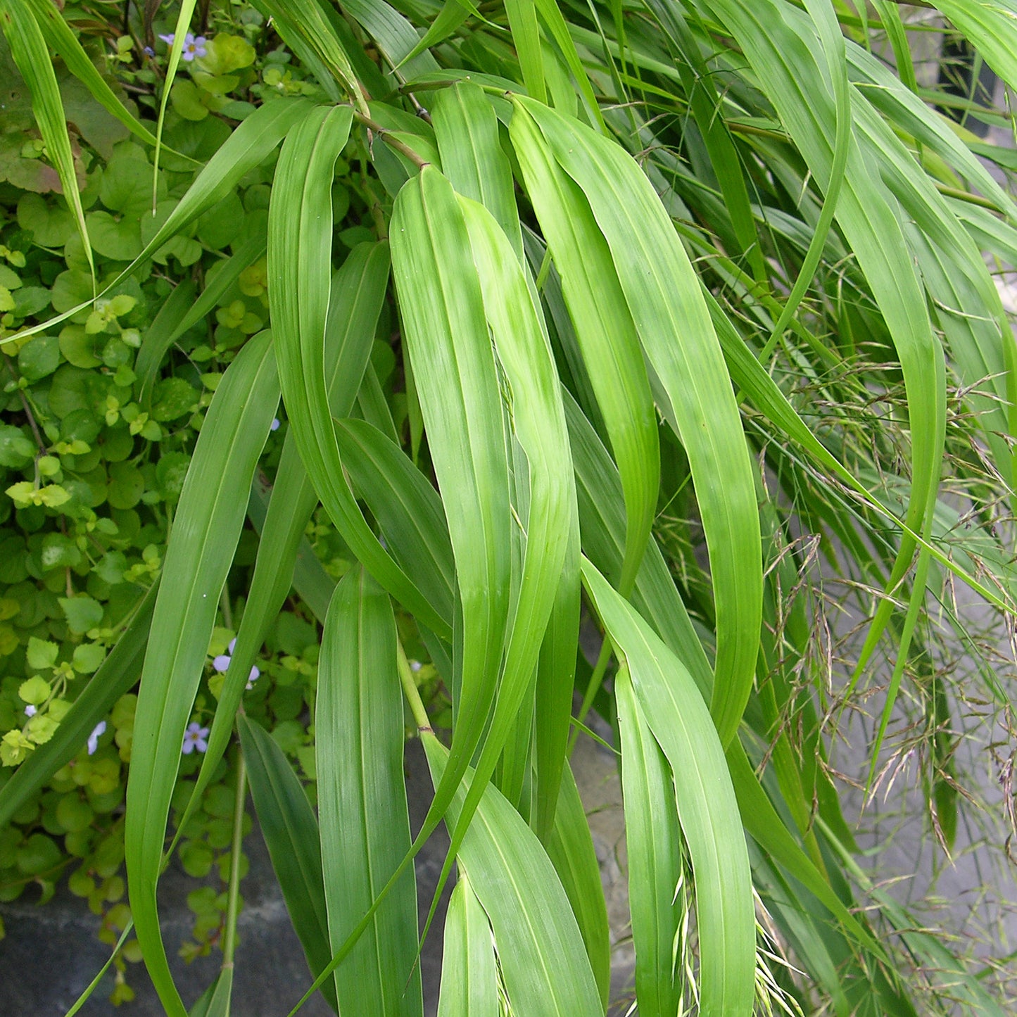 Hakonechloa Macra