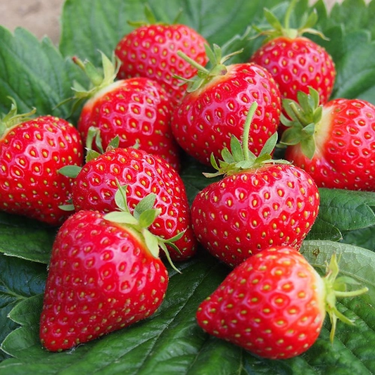 Strawberry Hapil (Bare Root, 5-25 Plants)