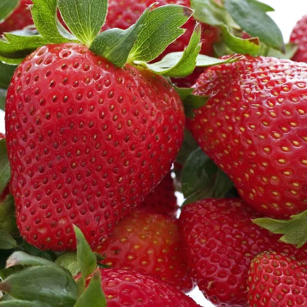 Strawberry Hapil (Bare Root, 5-25 Plants)