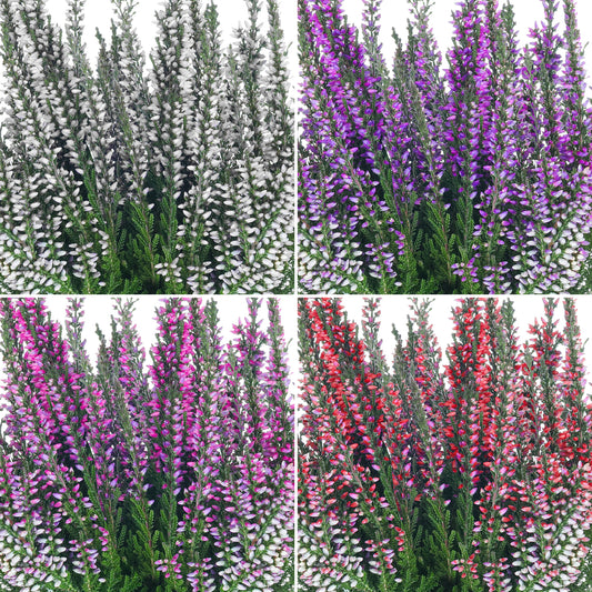 Heather Beauty Ladies