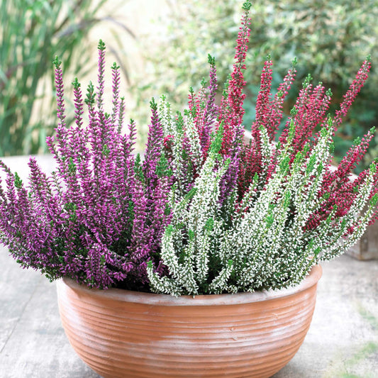 Heather Beauty Ladies Trio