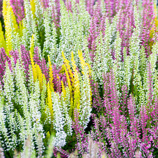 Heather Mix (1L)