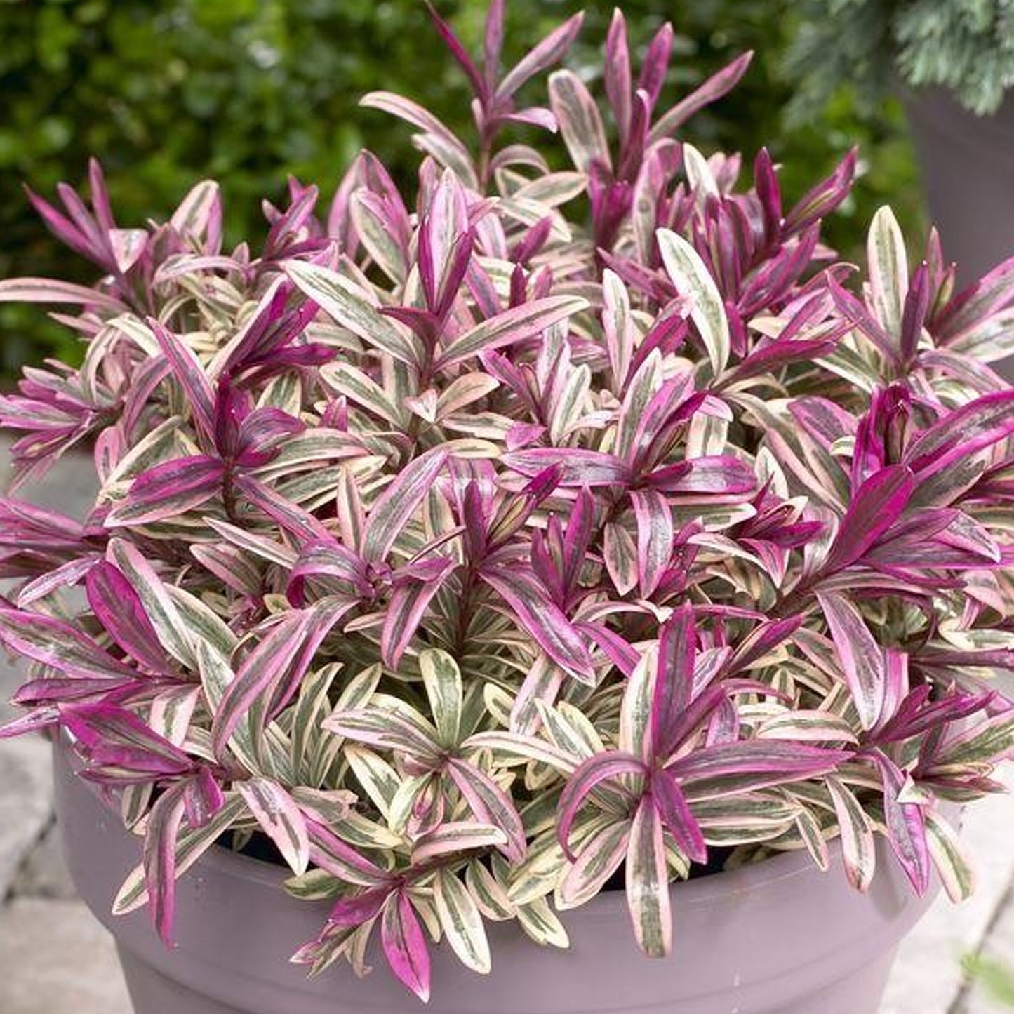 Hebe Heartbreaker 247plants hebe-heartbreaker-247plants